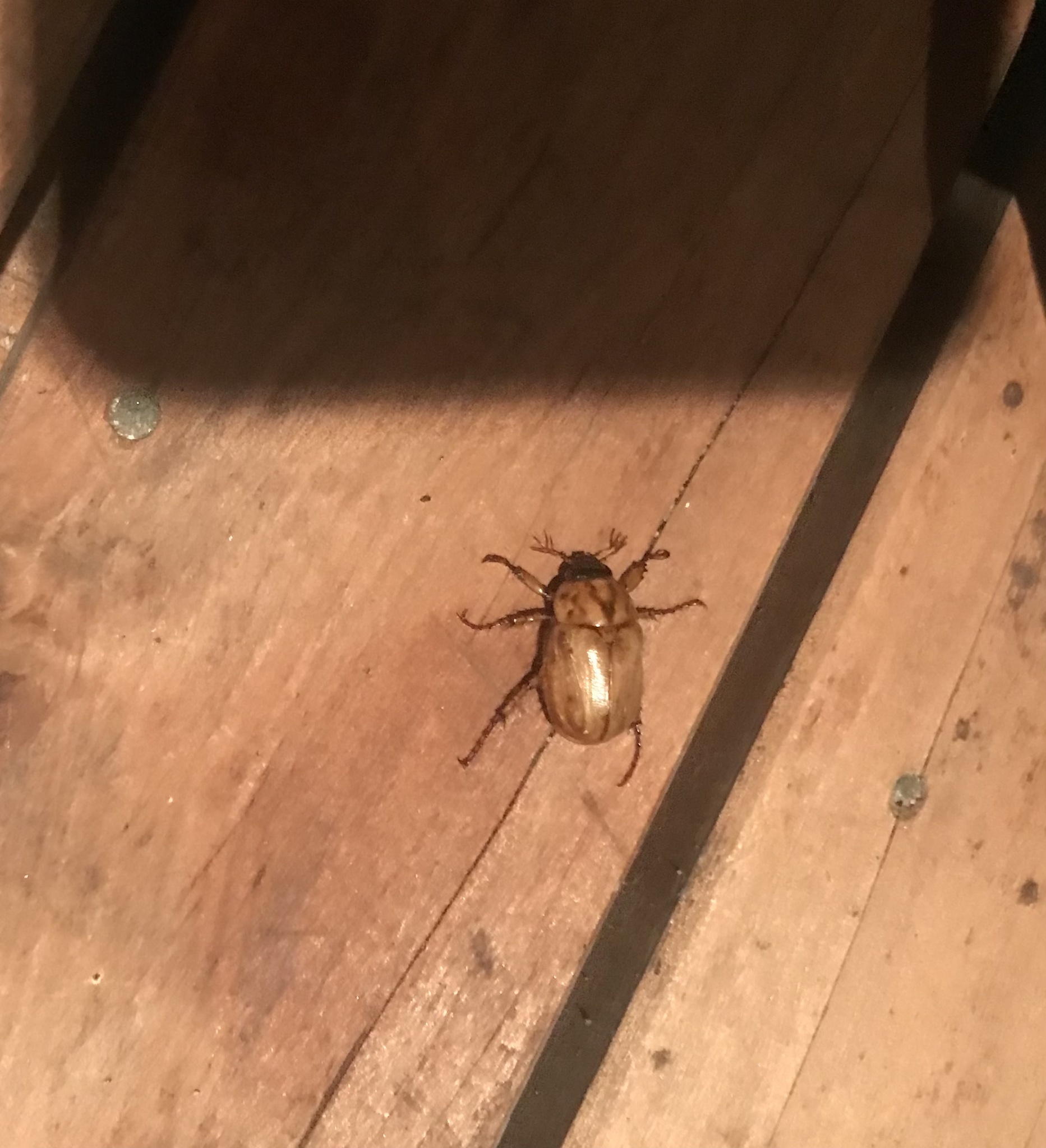 Scarabaeidae