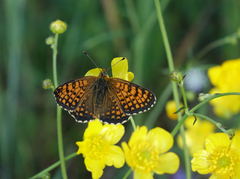 Melitaea arcesia