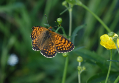 Melitaea arcesia