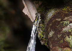 Episynlestes intermedius