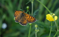 Melitaea arcesia