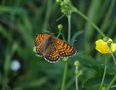Melitaea arcesia