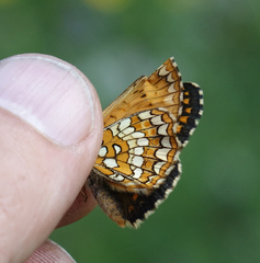 Melitaea arcesia