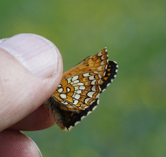 Melitaea arcesia
