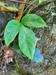 Tetrastigma formosanum