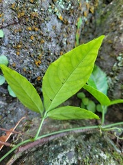 Tetrastigma formosanum