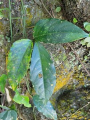Tetrastigma formosanum