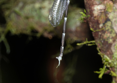 Episynlestes intermedius