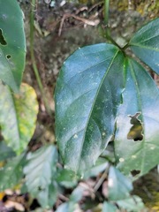 Tetrastigma formosanum