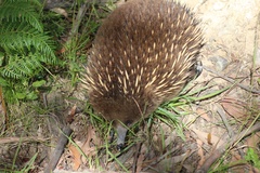 Tachyglossus aculeatus setosus