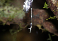 Episynlestes intermedius