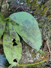 Tetrastigma formosanum