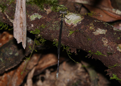 Episynlestes intermedius