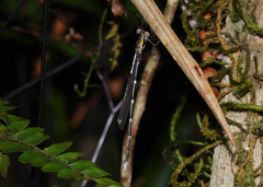 Episynlestes intermedius