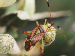 Pseudopantilius australis