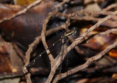 Episynlestes intermedius