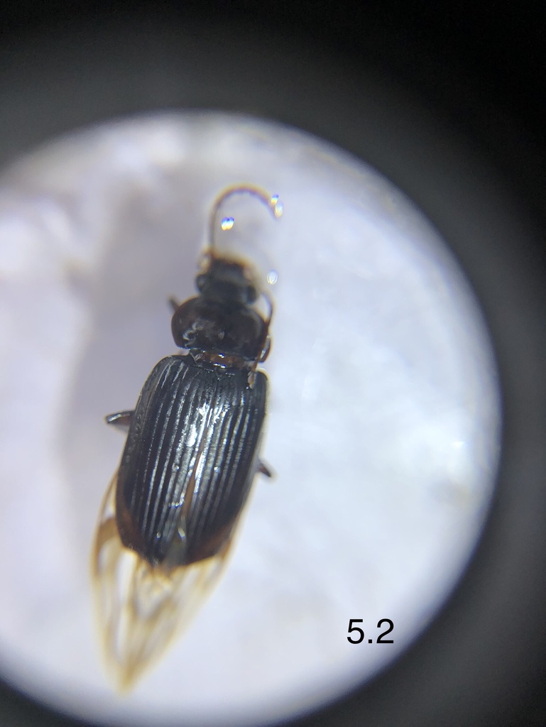 Coleolissus