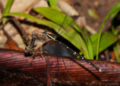 Episynlestes intermedius