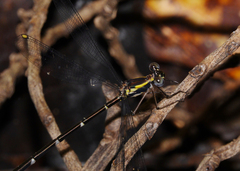 Episynlestes intermedius