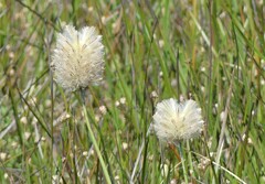 Ptilotus macrocephalus