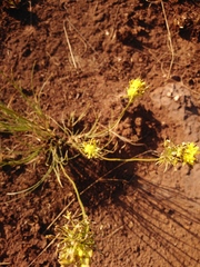 Bulbine capitata