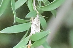 Isotenes miserana