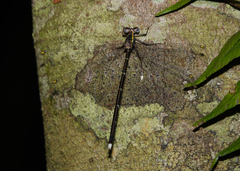 Episynlestes intermedius