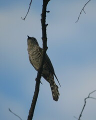 Chrysococcyx basalis