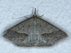 Epidesmia hypenaria