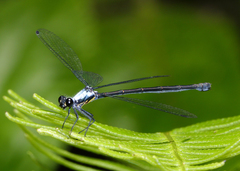 Austroargiolestes elke