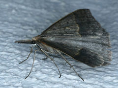 Epidesmia hypenaria
