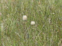 Ptilotus macrocephalus