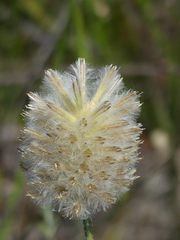 Ptilotus macrocephalus