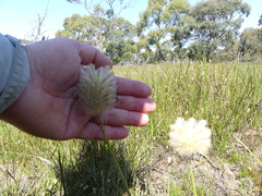 Ptilotus macrocephalus