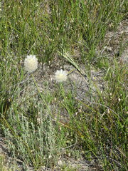 Ptilotus macrocephalus