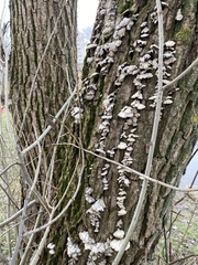 Schizophyllum commune