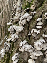 Schizophyllum commune