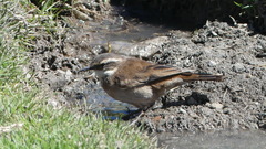 Cinclodes atacamensis