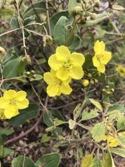 Sphedamnocarpus pruriens