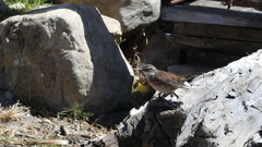 Cinclodes atacamensis