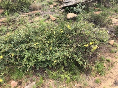 Sphedamnocarpus pruriens