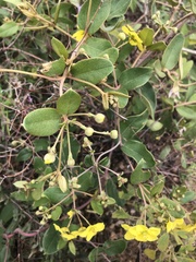 Sphedamnocarpus pruriens