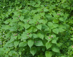 Lamium orvala