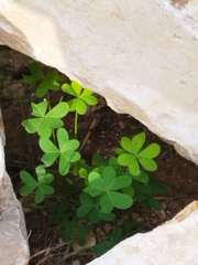 Oxalis pes-caprae