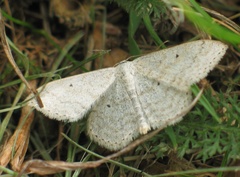 Scopula incanata