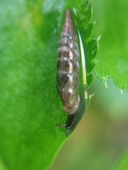 Clausilia