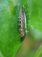 Clausilia