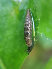 Clausilia