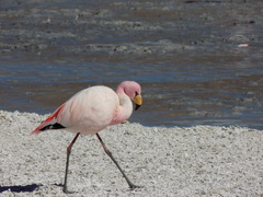 Phoenicoparrus jamesi