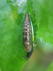 Clausilia